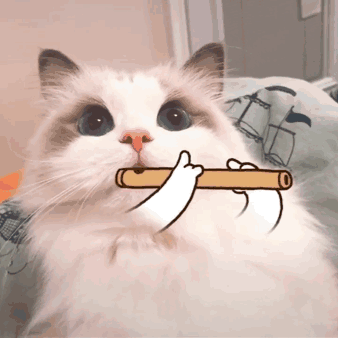 喵.gif
